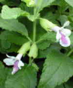 Melittis melissophyllum