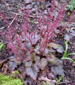 Mitella