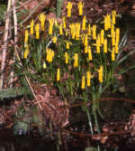 Narcissus cyclamineus AGM 