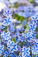 Omphalodes cappadocica 'Starry Eyes'