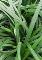 Ophiopogon planiscarpus