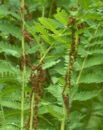 Osmunda claytoniana AGM 