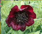 Paeonia