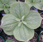 Paris quadrifolia 