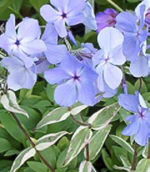 Phlox divaricata 'Montrose Tricolor'