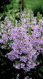 Phlox maculata 'Natascha' 
