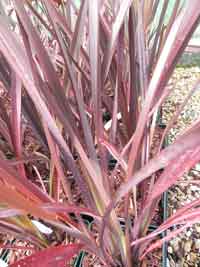 Phormium tenax 'Purpureum'