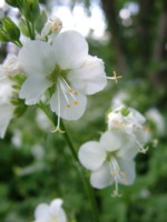 Polemonium caeruleum 'Album'