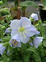 Polemonium