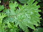 Polystichum setiferum 'Rotundatum Cristatum'