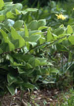 Polygonatum falcatum 'Variegatum'
