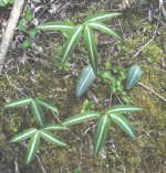 Polygonatum falcatum 'Silver Striped'