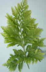 Polypodium interjectum 'Cornubiense' AGM 