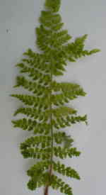 Polystichum setiferum 'Cristatum'