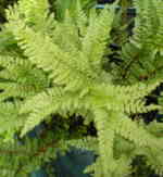 Polystichum setiferum 'Grandiceps'