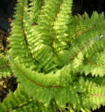 Polystichum setiferum 'Plumosomultilobum' 