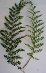 Polystichum setiferum 'Divisilobum Laxum' 