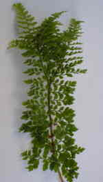 Polystichum setiferum 'Rotundatum Ramosum' Form2 