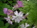 Primula sieboldii 'Carefree'