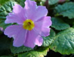 Primula 'Iris Mainwaring'