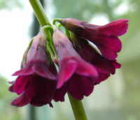 Primula wilsonii var anisodora 