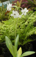 Primula chionantha AGM 