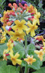 Primula chungensis 