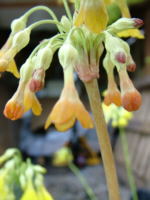 Primula florindae 'Killour Hybrid' 