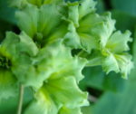 Primula 'Francesca'