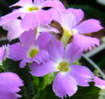 Primula gracilipes 