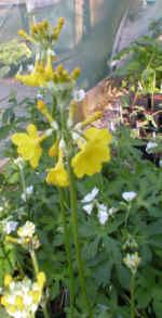 Primula helodoxa 