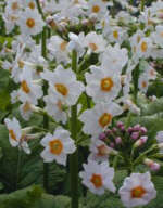 Primula japonica 'Alba' 