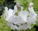 Primula sieboldii 'Long Acre Hybrids'