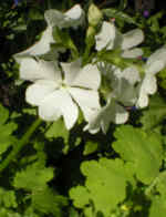 Primula sieboldii 'Alba'