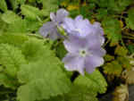 Primula sieboldii 'Manakoora'