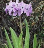 Primula sinopurpurea 