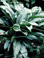 Pulmonaria longifolia 'Majest�' 