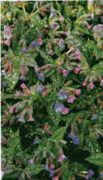 Pulmonaria vallersae 'Margery Fish' AGM