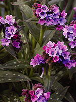 Pulmonaria 'Stillingfleet Meg'