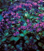 Pulmonaria 'Victorian Brooch' 
