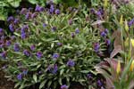 Pulmanaria Bertram Anderson'