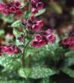 Pulmonaria saccharata 'Leopard' 