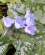 Pulmonaria 'Opal'