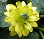 Ranunculus ficaria 'Flore-pleno'