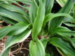 Rohdea ' Godaishu'