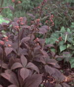 Rodgersia 'Chocolate Wings'
