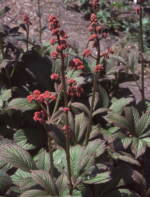 Rodgersia 'Die Schone' 