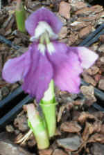 Roscoea cautleyoides 'Early Purple' 