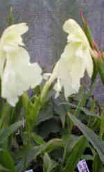 Roscoea cautleyoides 'Last Emperor'  
