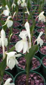 Roscoea humeana 'Long Acre Sunrise'  